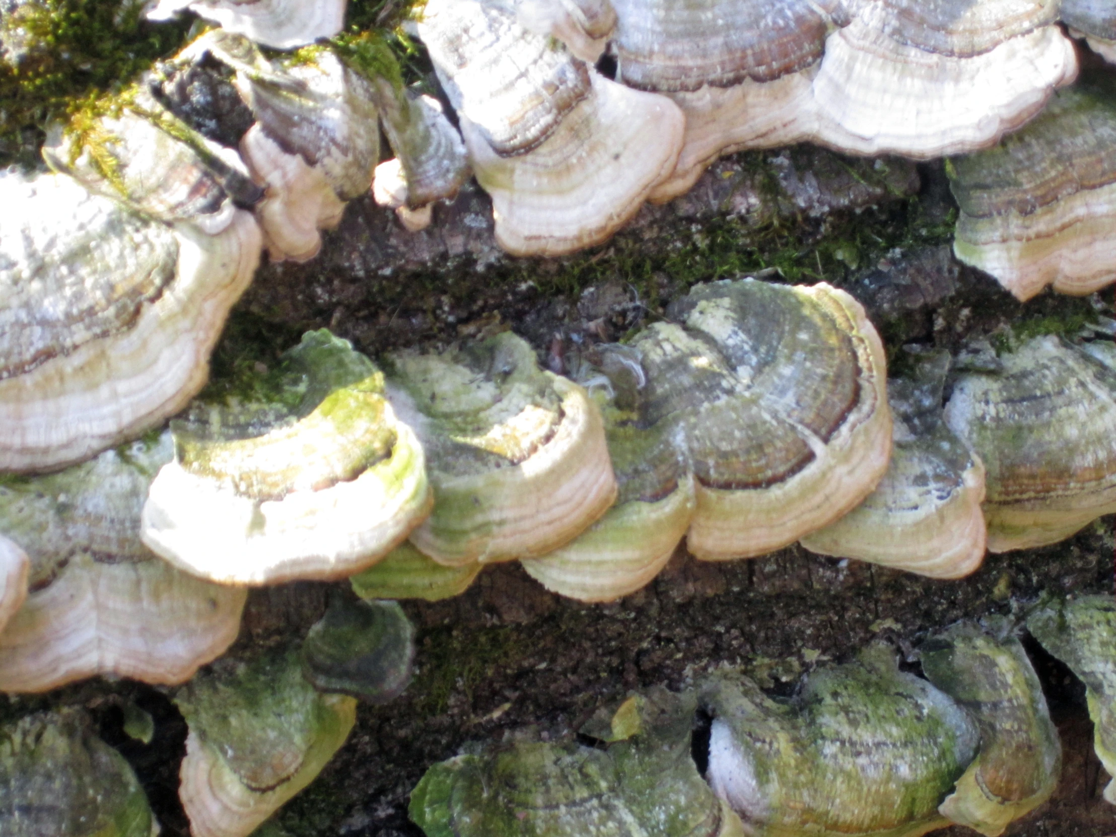 a bunch of mushrooms that are on the tree