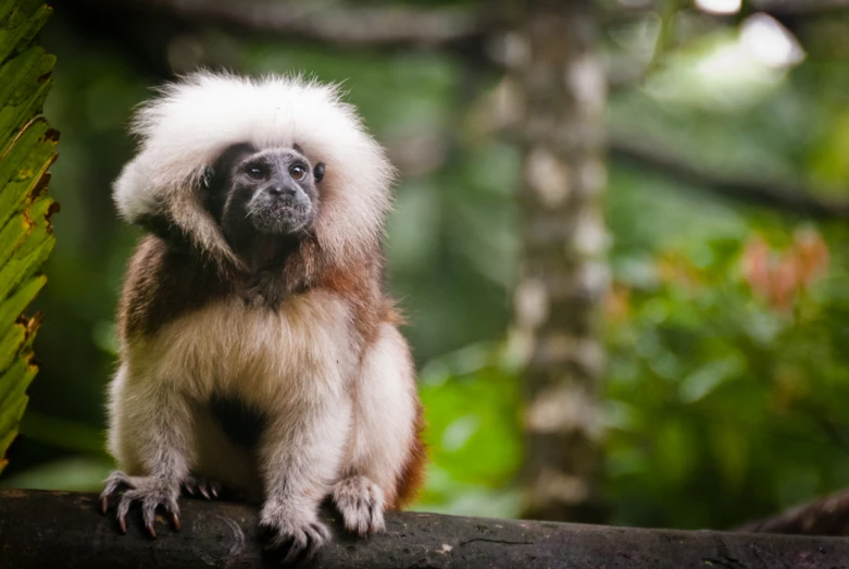 a monkey with long hair sits on a nch