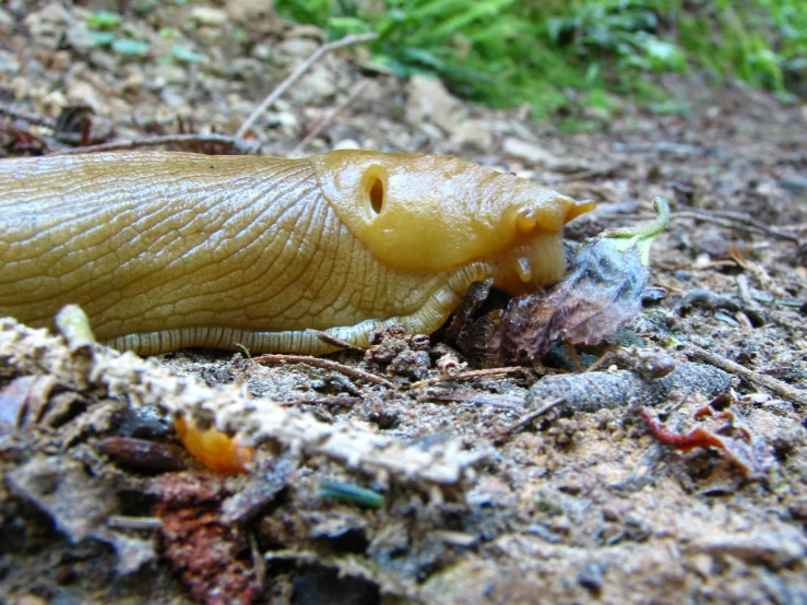 a yellow slug crawling across the dirt