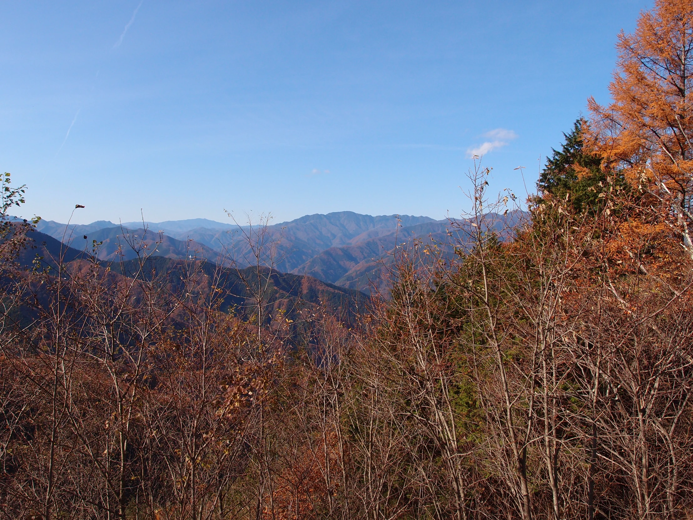 the view from a hill that has some brown trees in it