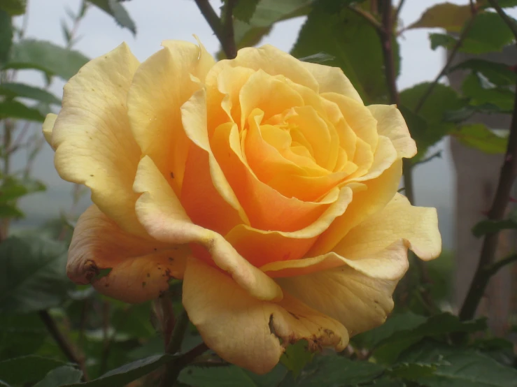 a yellow rose is blooming in a garden