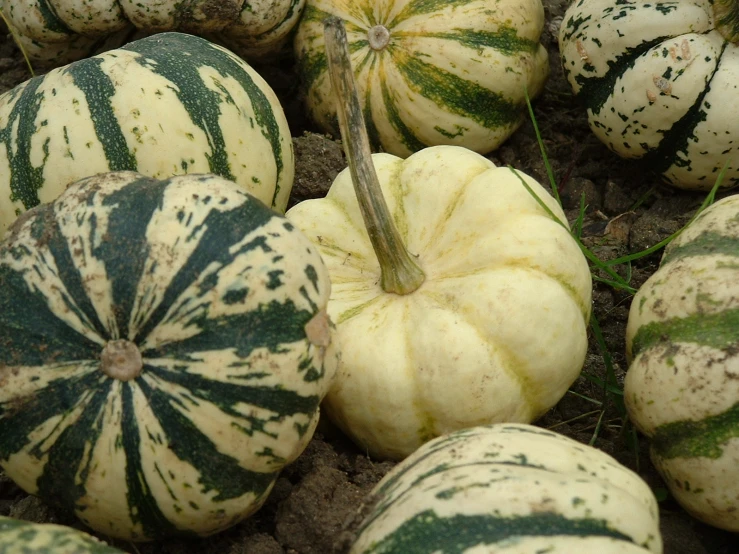 a close - up of many round squash, with some small squash in the middle