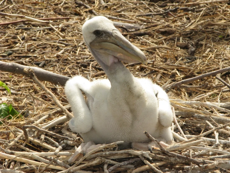 a small bird on the ground in the hay