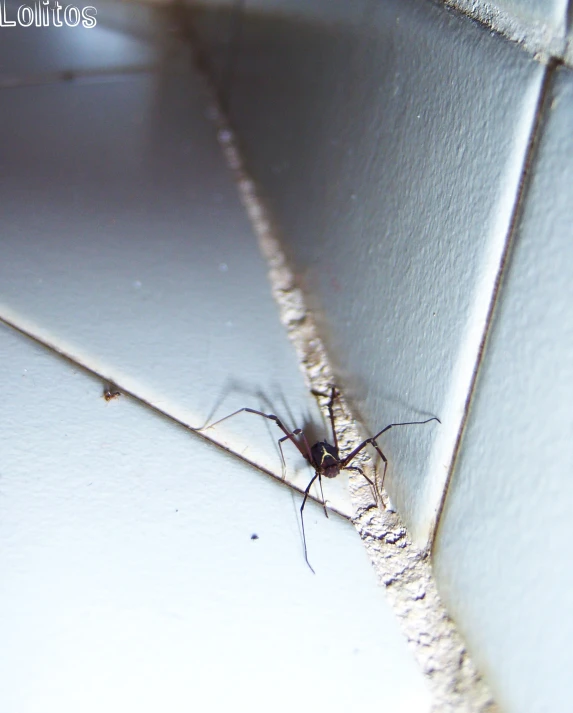 a large spider sitting on a white wall