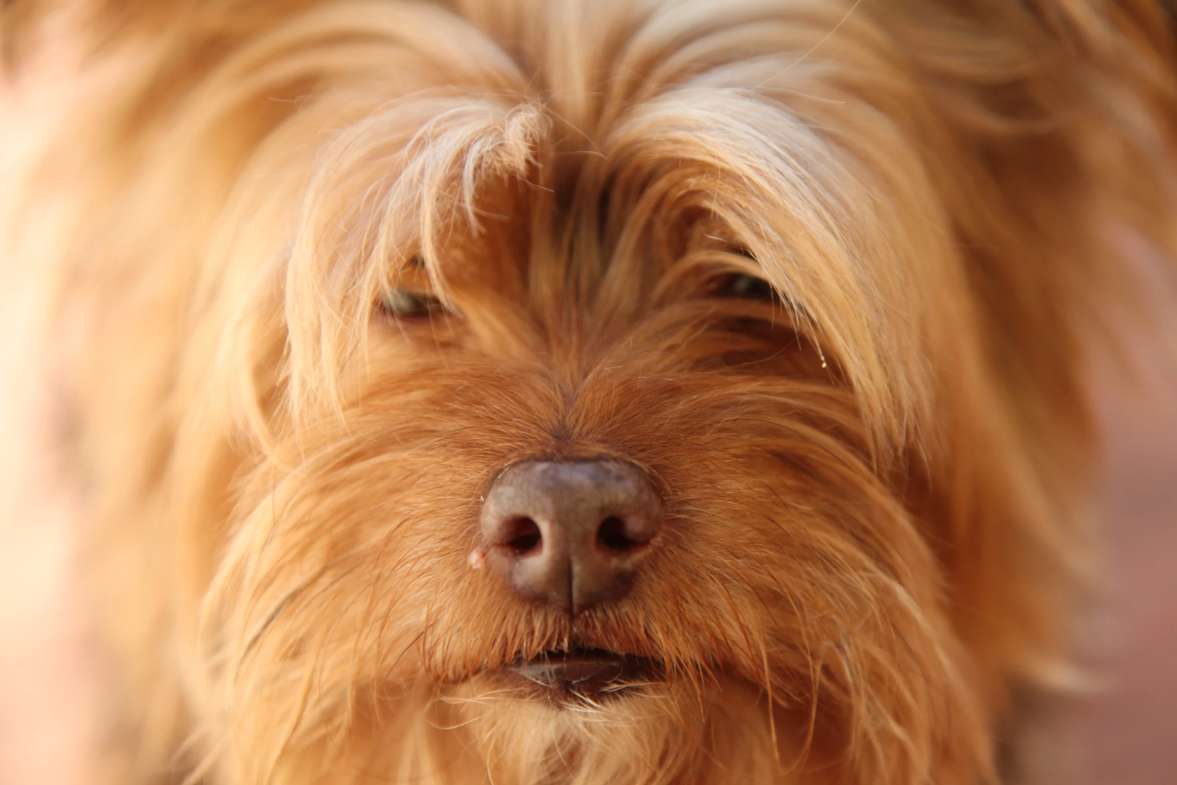 closeup of an orange gy dog's nose with long hair