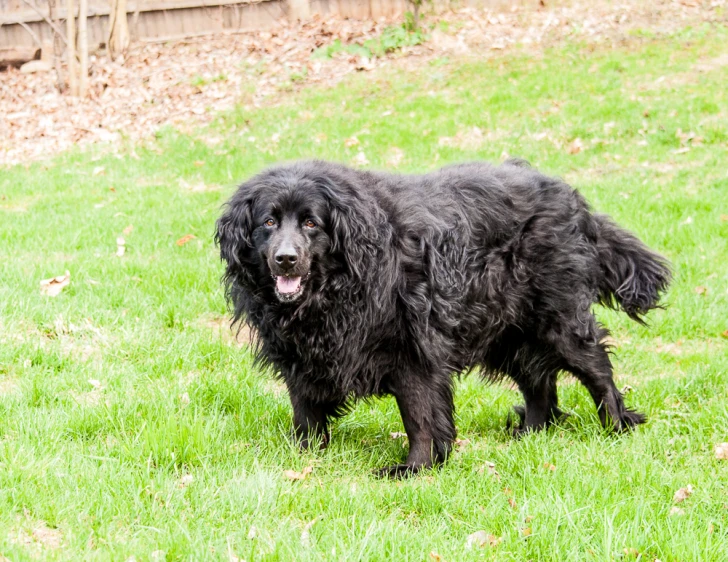 a black gy dog standing in a grassy field