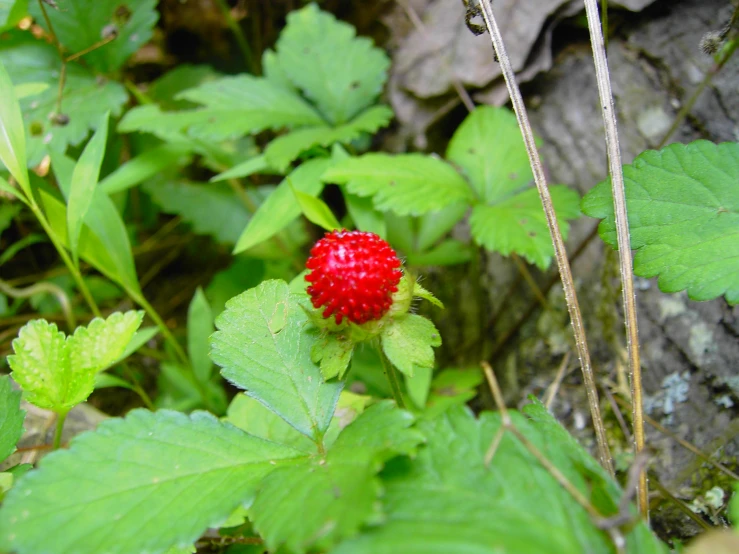 a bright red flower sitting in the middle of some green plants