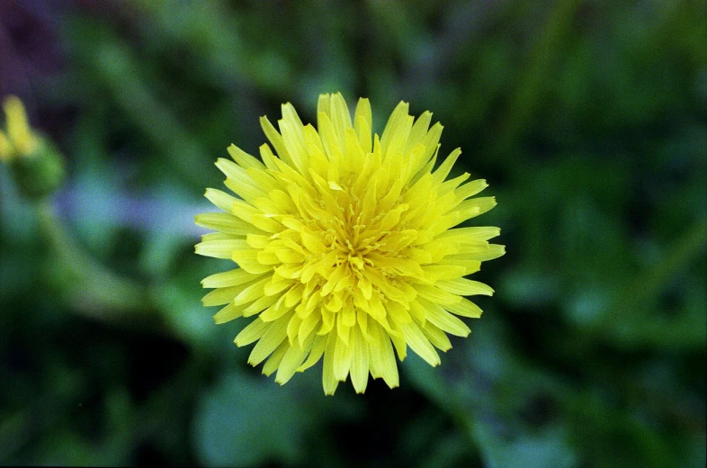 the dandelion looks as if it is blooming