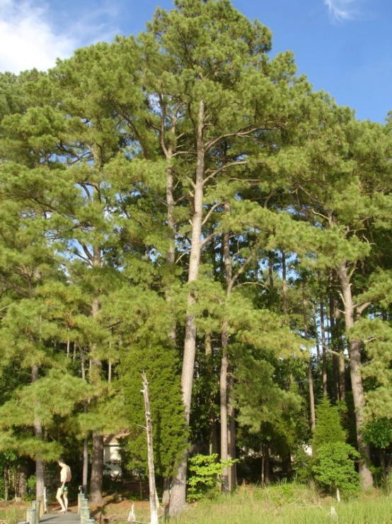 the tall trees are almost in view in the woods