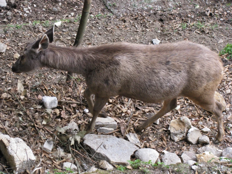 a donkey is standing near some rocks