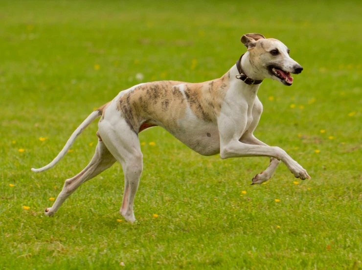 a dog running in the grass during the day