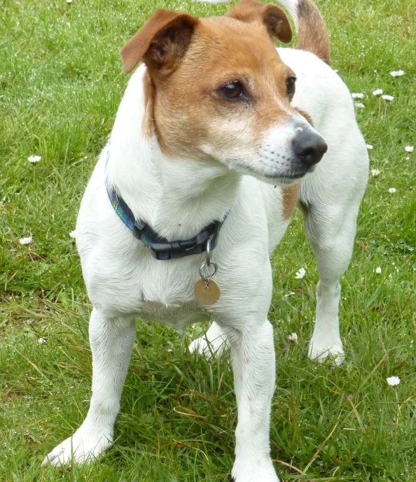 the dog is standing in a field with many daisies