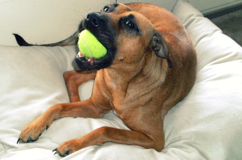 a dog playing with a tennis ball on a pillow