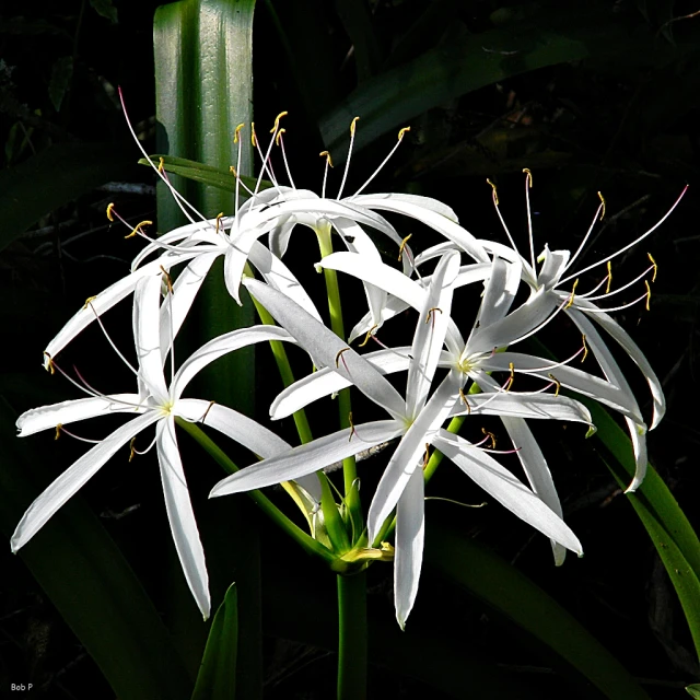 some white flowers are in the dark