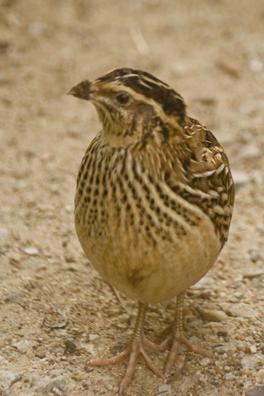 a close up of a small bird standing on the ground