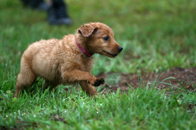 a puppy walking through the grass in a park