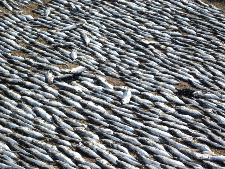 a lot of fish lined up on sand in the sea