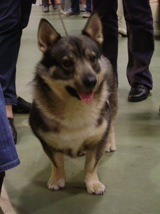 a large dog is walking on a concrete floor