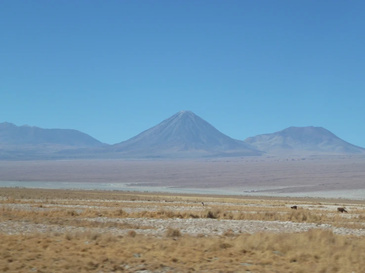 the desert area features a few hills with animals