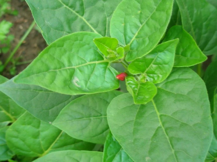 an image of some green leaves in the grass