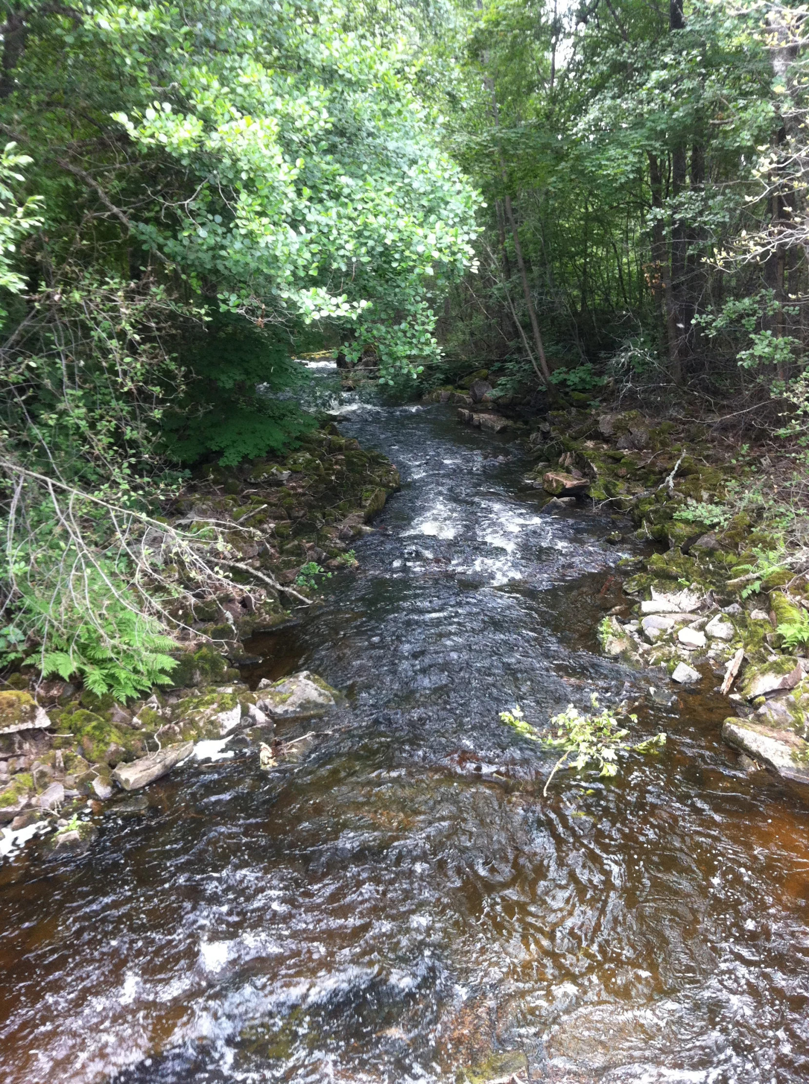 there is a brown stream running through a green forest