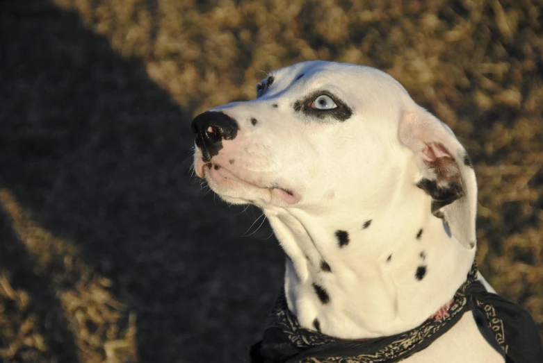 a dalmatian puppy in a black and red collar
