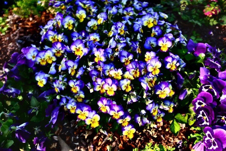 purple and yellow flowers are in some grass