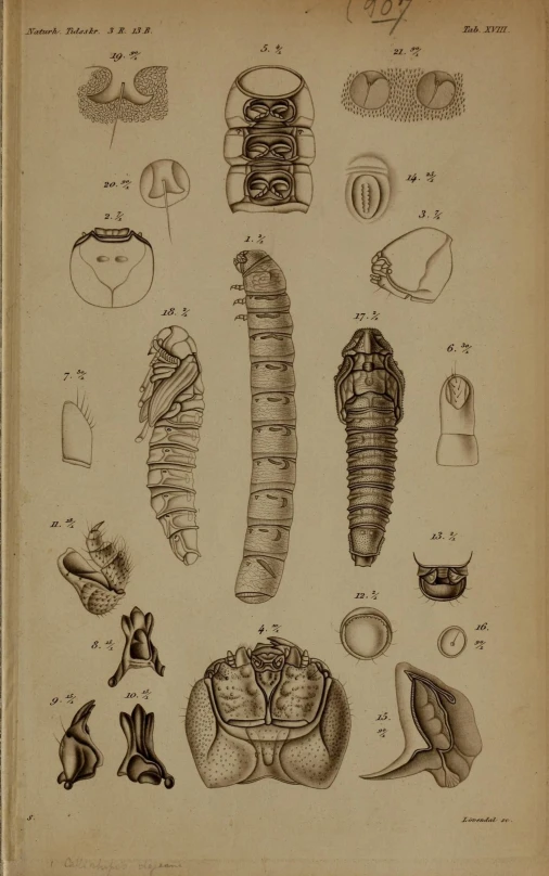 a drawing of various food items from a book
