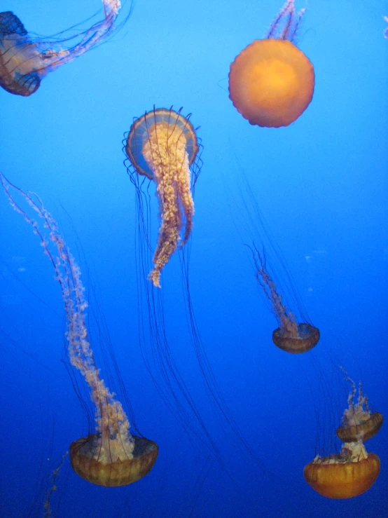 various types of jellyfish swimming in blue water