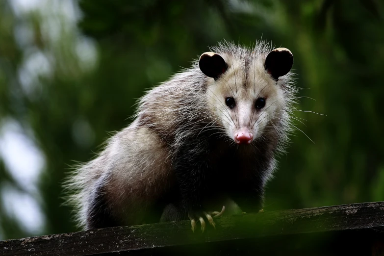 an animal walking on top of a wooden fence