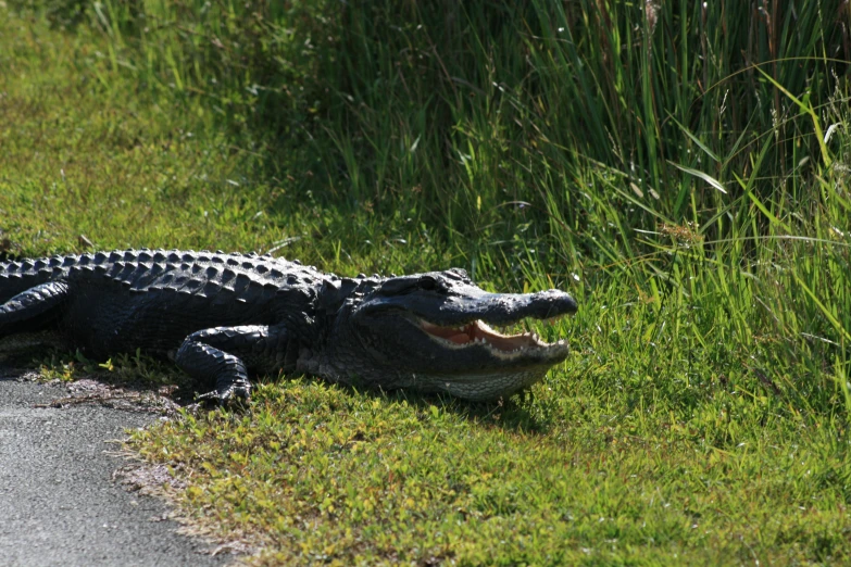 an alligator laying in the grass near the road