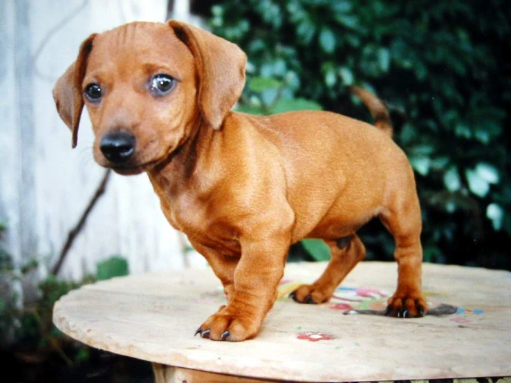 a small brown puppy standing on top of a wooden table