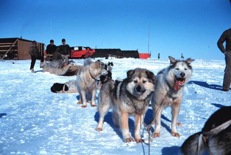 a large group of dogs standing on the snow
