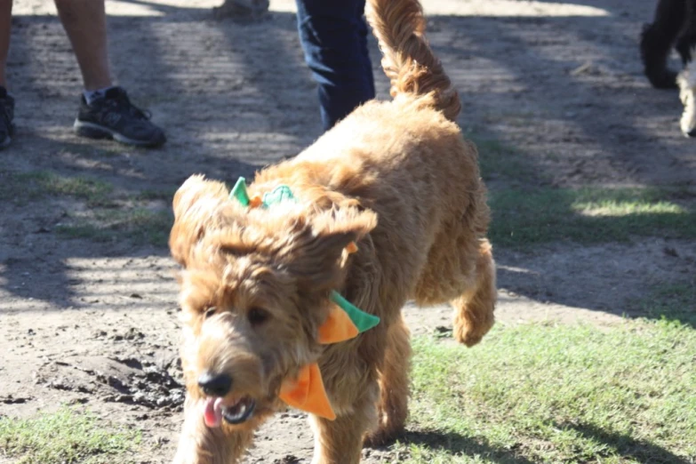 the dog is running on the grass outside