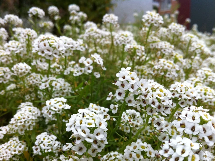 flowers in a large garden surrounded by a bush