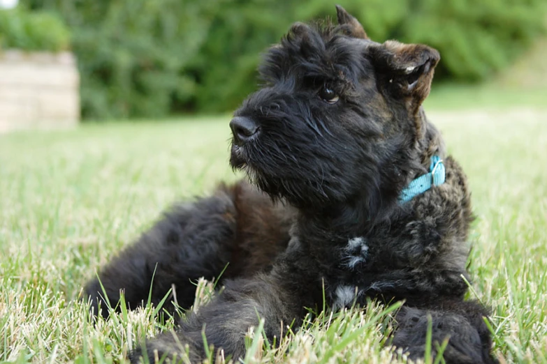 a close up of a dog laying on the grass