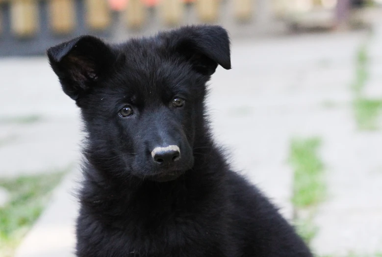 a dog looks at the camera while sitting outside