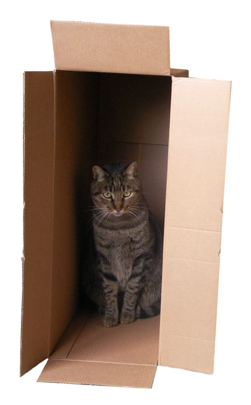 a cat sitting inside a cardboard box with its eyes closed