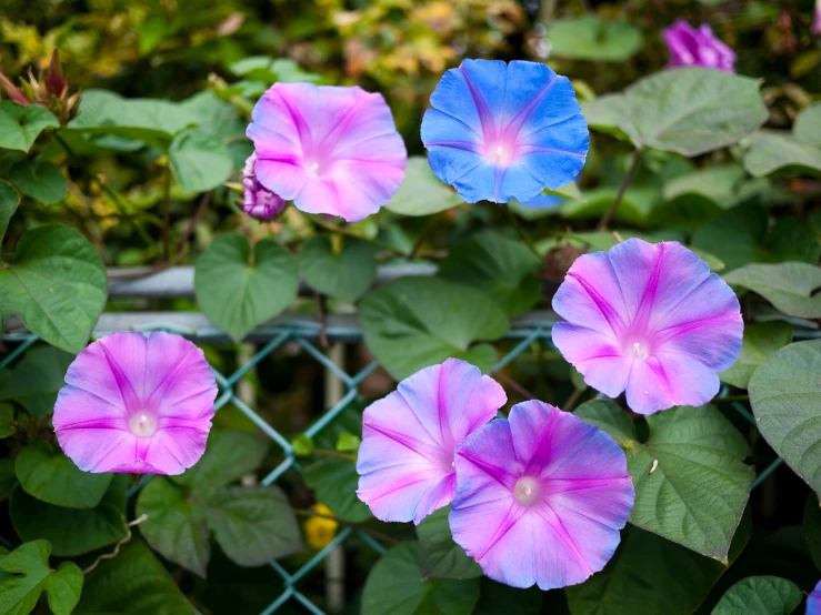four blue and pink flowers in front of some green leaves