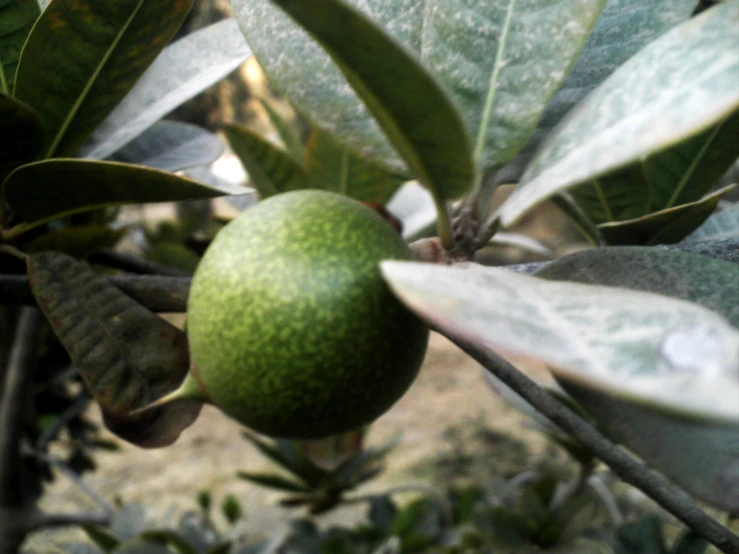 green fruits hanging from leaves of a tree