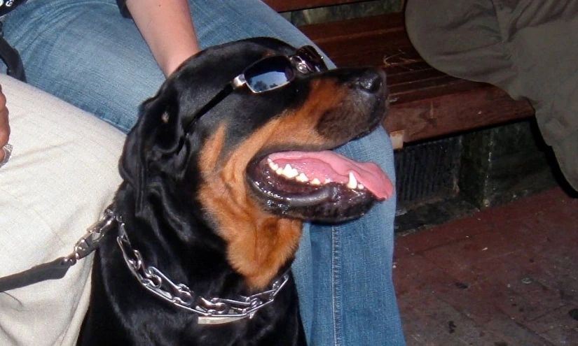 a brown and black dog wearing sunglasses with its tongue hanging out