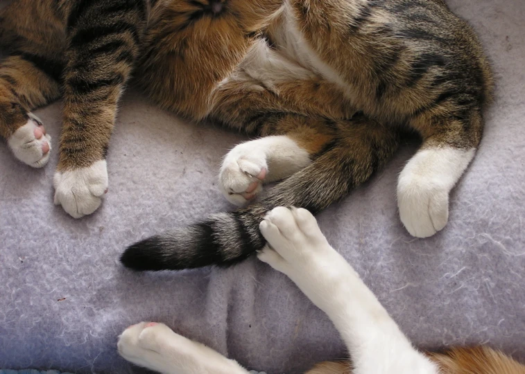 an adult cat laying on top of another cats