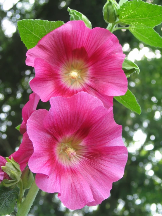 a couple of pink flowers sitting on top of a lush green plant