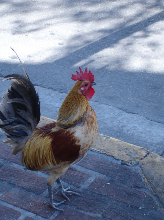 a rooster stands on the sidewalk, with it's tail up