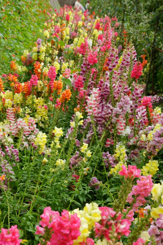 an outdoor garden with various colored flowers