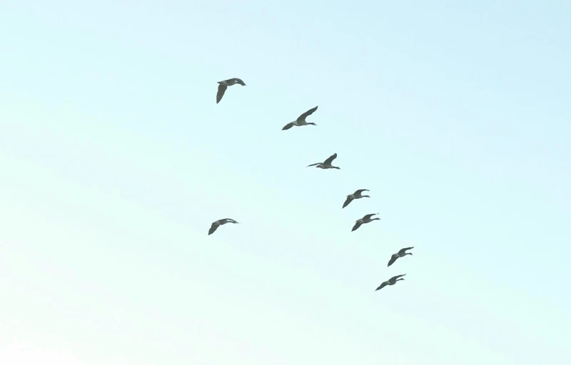 a flock of birds flying across a cloudy blue sky