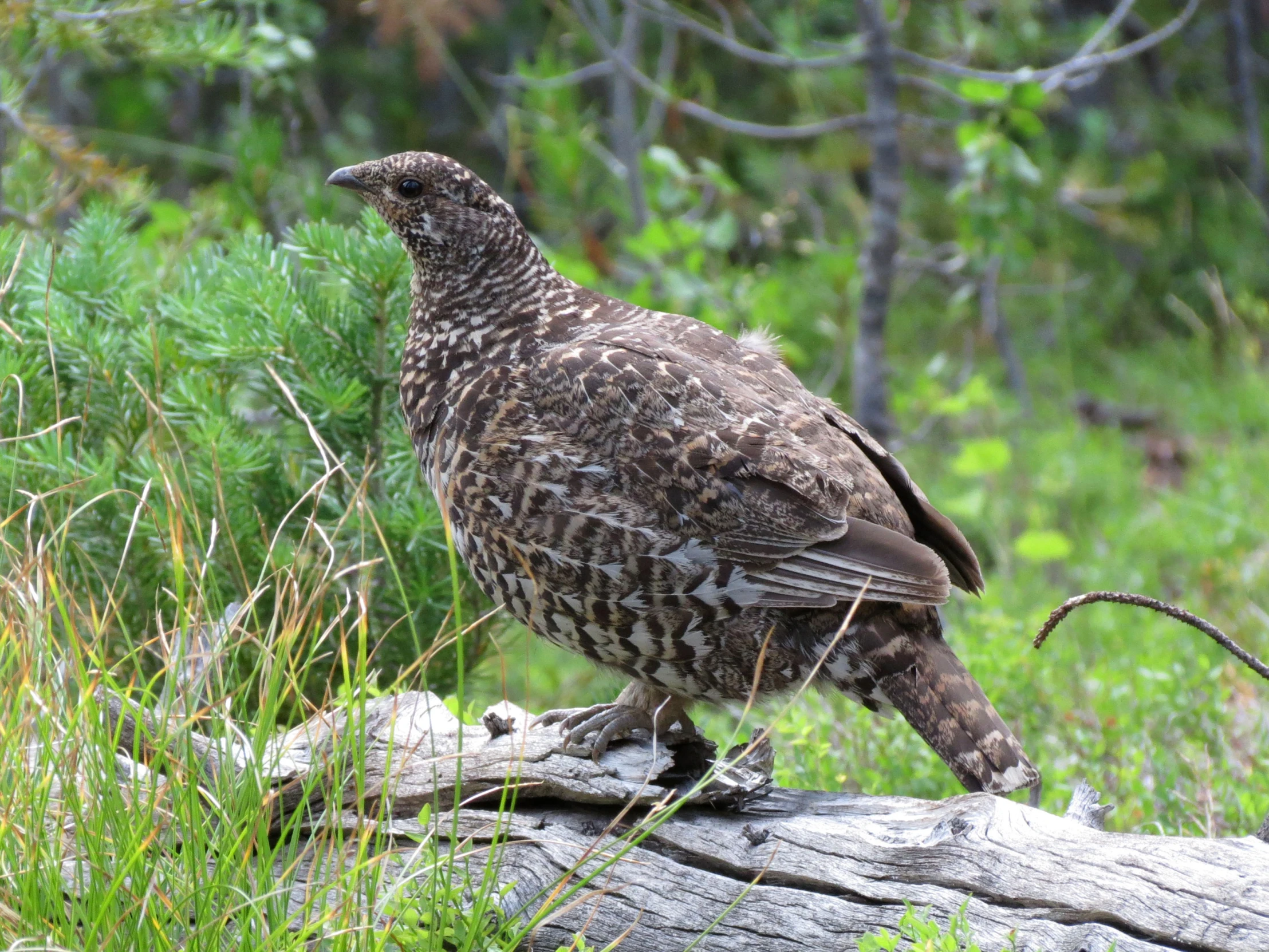 an ornate bird on a log in the woods