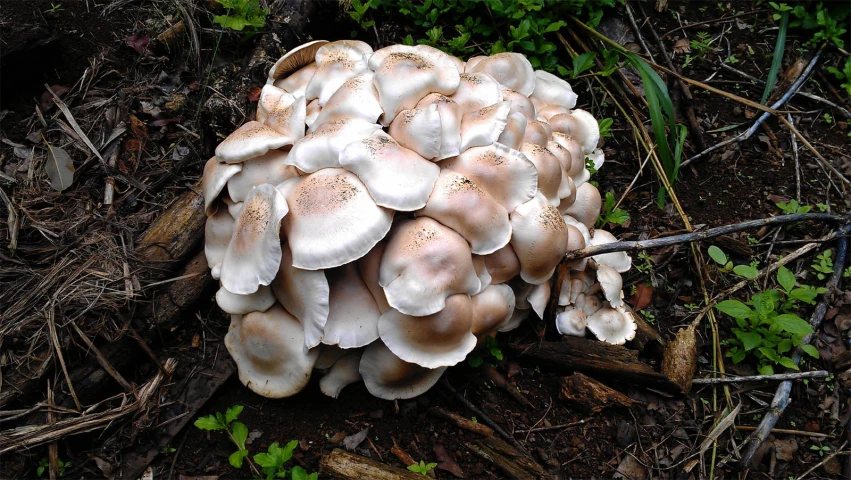 the white mushrooms are growing in the woods