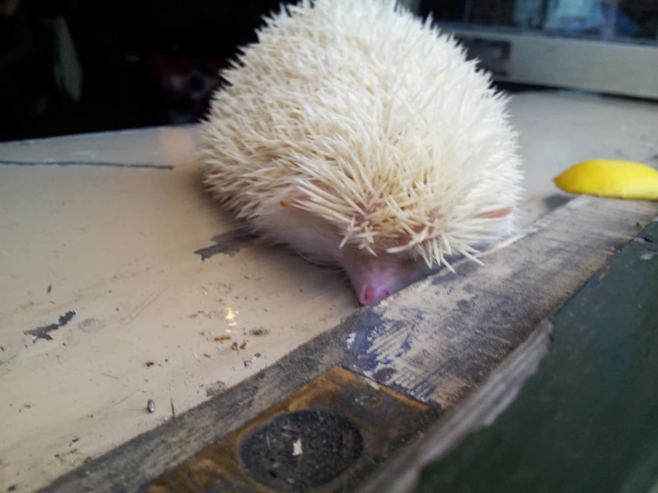 a white hedgehog on top of a desk with a banana next to it