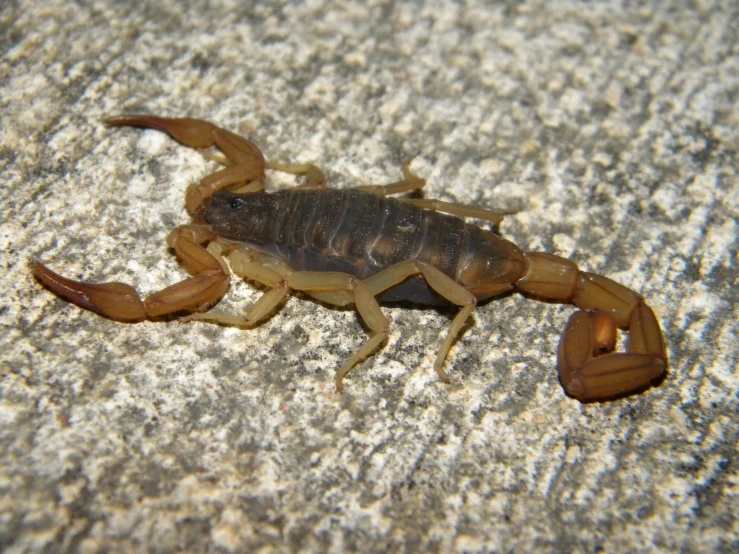 the scorpion bug is very large and has only one eye open